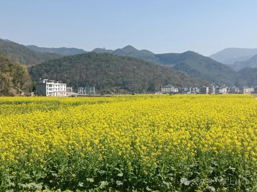 從江：油菜花開引客來
